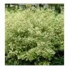 Cornus alba 'Elegantissima' | Red-barked Dogwood | 10L Pot | 90-120cm