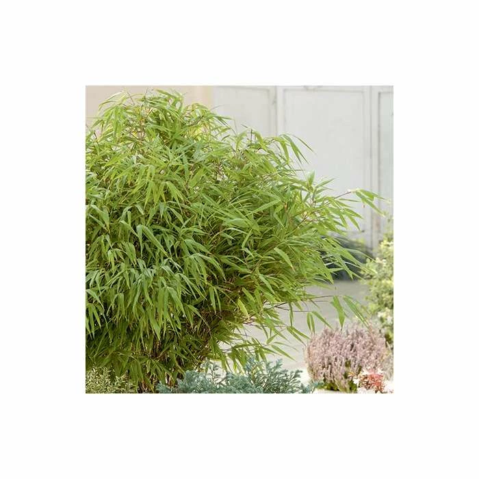 Fargesia rufa Bamboo | 10L Pot | 60-90cm - Image 3
