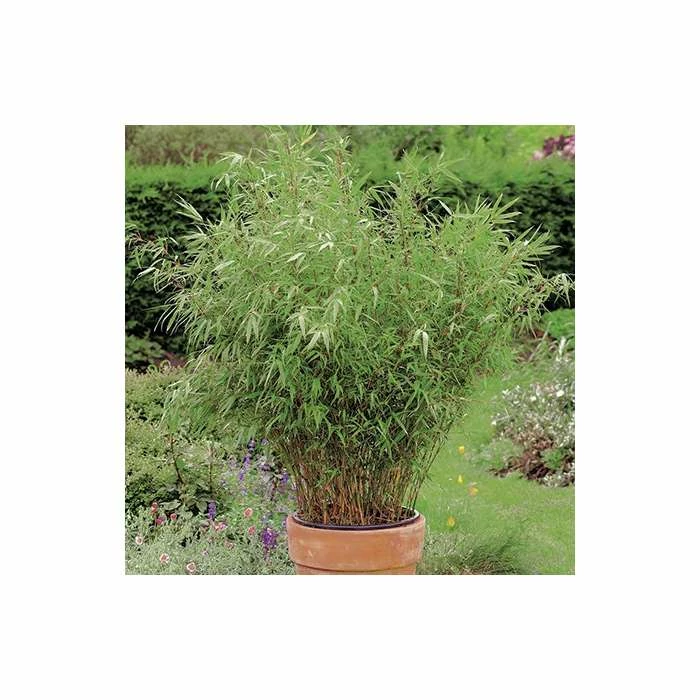 Fargesia rufa Bamboo | 10L Pot | 60-90cm - Image 4