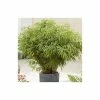 Fargesia rufa Bamboo | 10L Pot | 60-90cm