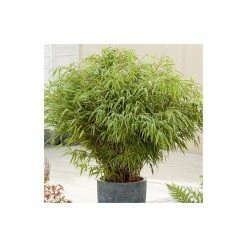 Fargesia rufa Bamboo | 10L Pot | 60-90cm