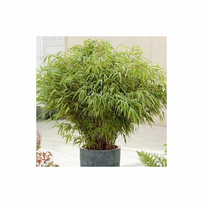 Fargesia rufa Bamboo | 10L Pot | 60-90cm