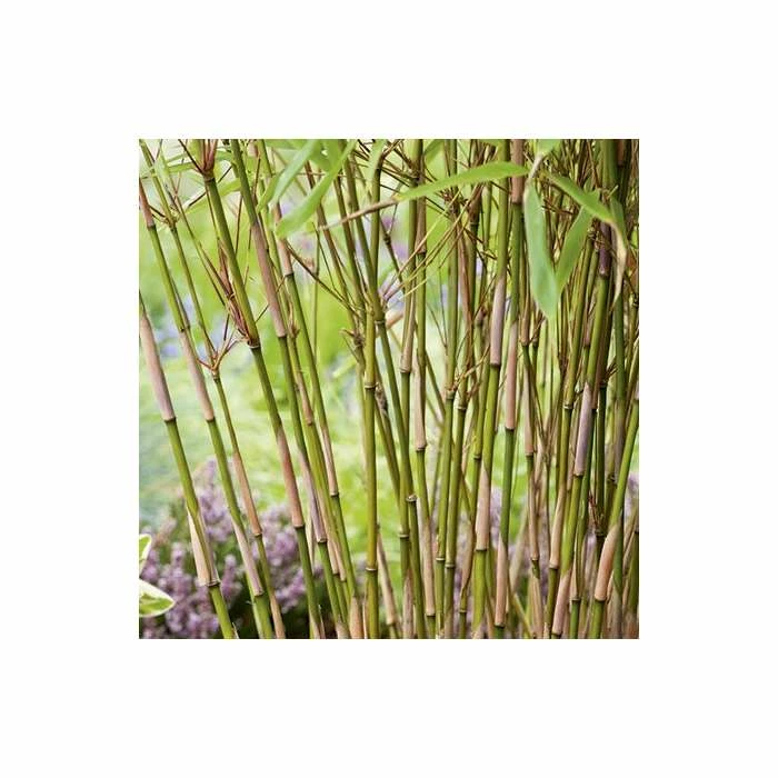 Fargesia rufa Bamboo | 10L Pot | 60-90cm - Image 2