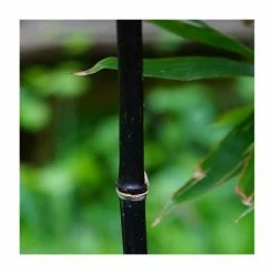 Black Bamboo | Phyllostachys nigra