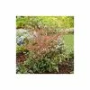 2ft Nandina 'Twilight' | 10L Pot |Heavenly Bamboo