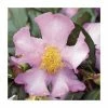 2ft Camellia 'Cleopatra' | Camellia sasanqua | 10L Pot