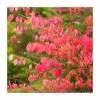 2ft Euonymus 'Burning Bush' | Euonymus alatus | 10L Pot