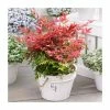 40cm Nandina 'Obsessed' | Heavenly Bamboo | 9L Pot