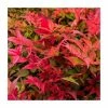 40cm Nandina 'Gulf Stream' | Heavenly Bamboo | 9L Pot