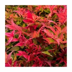 40cm Nandina 'Gulf Stream' | Heavenly Bamboo | 9L Pot