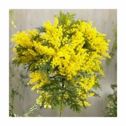Acacia dealbata | Yellow Mimosa Tree | 9L Pot | 120-150cm