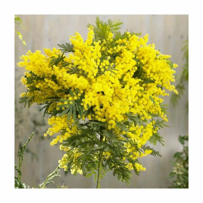 Acacia dealbata | Yellow Mimosa Tree | 9L Pot | 120-150cm