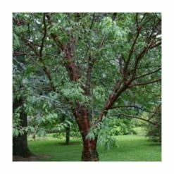 Prunus serrula | Tibetan Cherry Blossom Tree