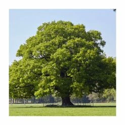 Quercus robur | Oak Tree