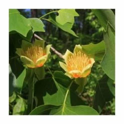 Liriodendron tulipifera 'Fastigiata' | Columnar Tulip Tree | 9L Pot | 120-150cm