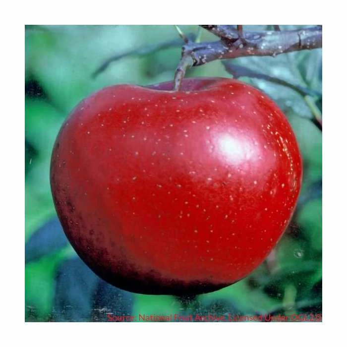 5ft 'Red Devil' Apple Tree | MM106 Semi Vigorous Rootstock | 12L Pot | By Frank P Matthews™ - Image 3