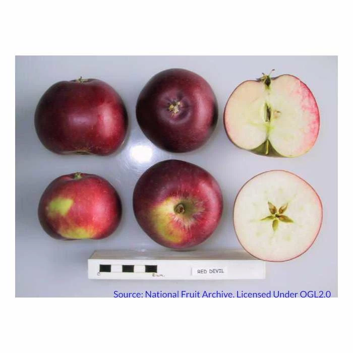 5ft 'Red Devil' Apple Tree | MM106 Semi Vigorous Rootstock | 12L Pot | By Frank P Matthews™ - Image 4