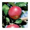 5ft 'Red Devil' Apple Tree | MM106 Semi Vigorous Rootstock | 12L Pot | By Frank P Matthews™