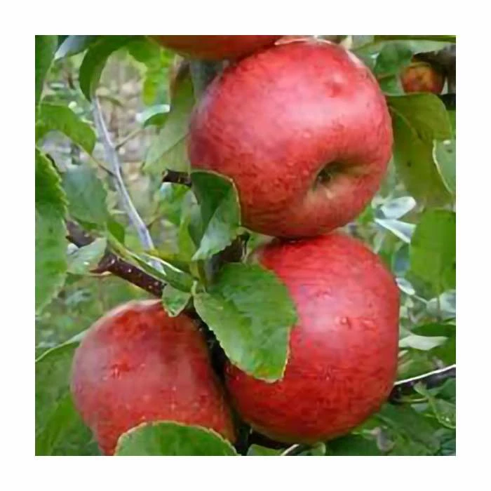 5ft 'Red Windsor' Dessert Apple Tree | MM106 Semi Vigorous Rootstock | 12L Pot | By Frank P Matthews™ - Image 2