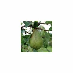 5ft 'Concorde' Pear Tree | Quince A Semi Dwarfing Rootstock | 12L Pot | By Frank P Matthews™