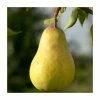 4-5ft 'Williams' Bon Chrétien' Pear Tree | Quince A Semi Dwarfing Rootstock | 9L Pot
