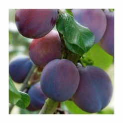 5ft 'Marjorie's Seedling' Plum Tree | SJA Semi Vigorous Rootstock | 12L Pot | By Frank P Matthews™