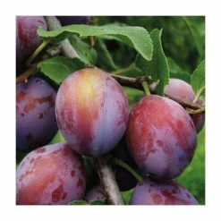 5ft 'Opal' Plum Tree | SJA Semi Vigorous Rootstock | 12L Pot | By Frank P Matthews™