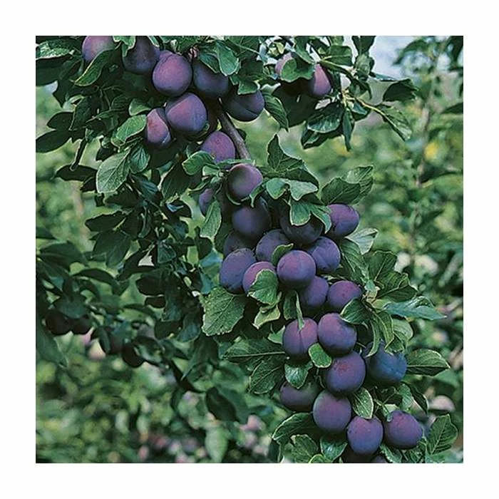 4-5ft 'President' Plum Tree | SJA Semi Vigorous Rootstock | 9L Pot - Image 3