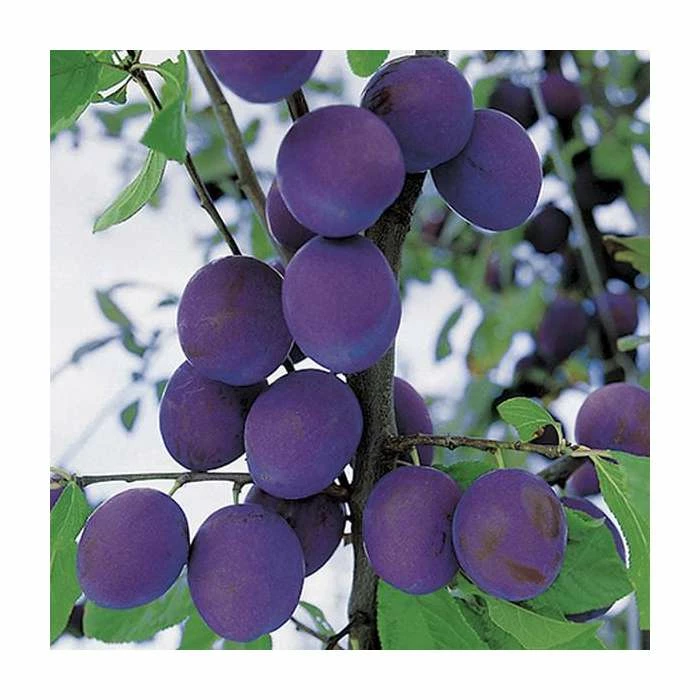 4-5ft 'President' Plum Tree | SJA Semi Vigorous Rootstock | 9L Pot - Image 4