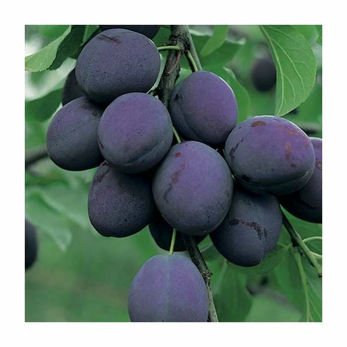 4-5ft 'President' Plum Tree | SJA Semi Vigorous Rootstock | 9L Pot - Image 2