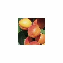 Prunus 'Early Moorpark' | Apricot Tree