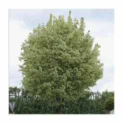 Acer platanoides 'Drummondii' | Silver Variegated Norway Maple Tree | 12L Pot | 120-150cm