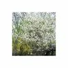 Amelanchier lamarckii | Snowy Mespilus | 12L Pot | 150-180cm | By Frank P Matthews