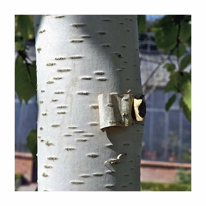 Betula papyrifera | Paper Birch Tree | 9L Pot | 120-150cm - Image 2