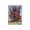 Crataegus laevigata 'Crimson Cloud'| Hawthorn Tree | 12L Pot | 150-180cm| By Frank P Matthews
