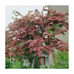 Crataegus laevigata 'Pauls Scarlet' | Hawthorn Tree