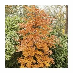Beech Tree | Fagus Sylvatica