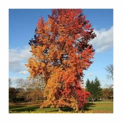 Liquidambar styraciflua | Sweet Gum Tree