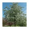 Malus 'Butterball' | Crab Apple Tree | 9L Pot | 12L Pot | 150-180cm | By Frank P Matthews