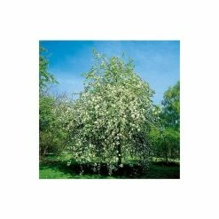 Malus 'Montreal Beauty' | Crabapple Tree