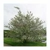 Malus x robusta 'Red Sentinel' | Crab Apple Tree | 12L Pot | 150-180cm | By Frank P Matthews