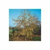 Malus x zumi 'Golden Hornet' | Crab Apple Tree | 12L Pot | 150-180cm | By Frank P Matthews