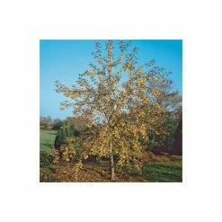 Malus x zumi 'Golden Hornet' | Crabapple Tree