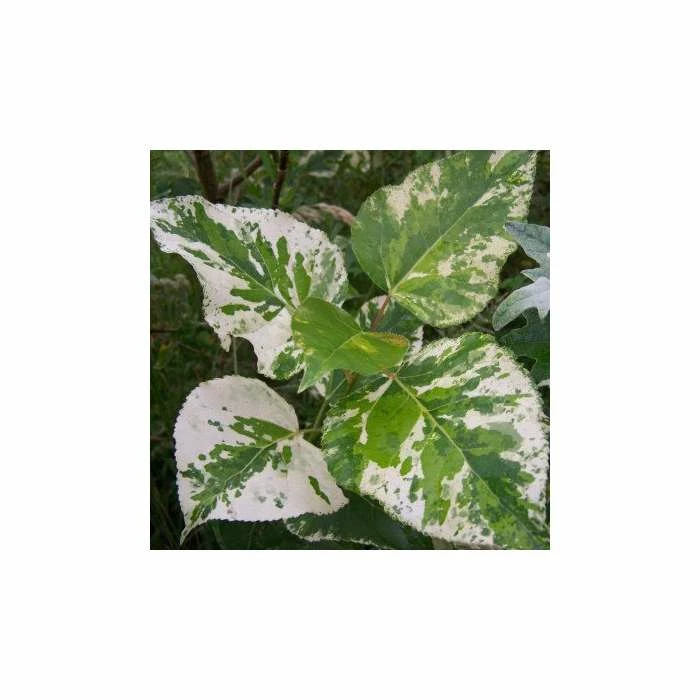 Populus × jackii 'Aurora | Variated balm of Gilead Tree | 9L Pot | 120-150cm