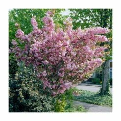 Prunus 'Kanzan' | Cherry Blossom Tree