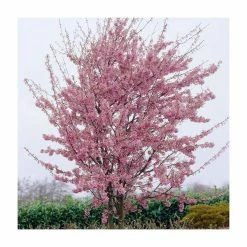 Prunus 'Okame' | Cherry Blossom Tree