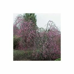 Prunus pendula 'Pendula Rubra' | Cherry Blossom Tree