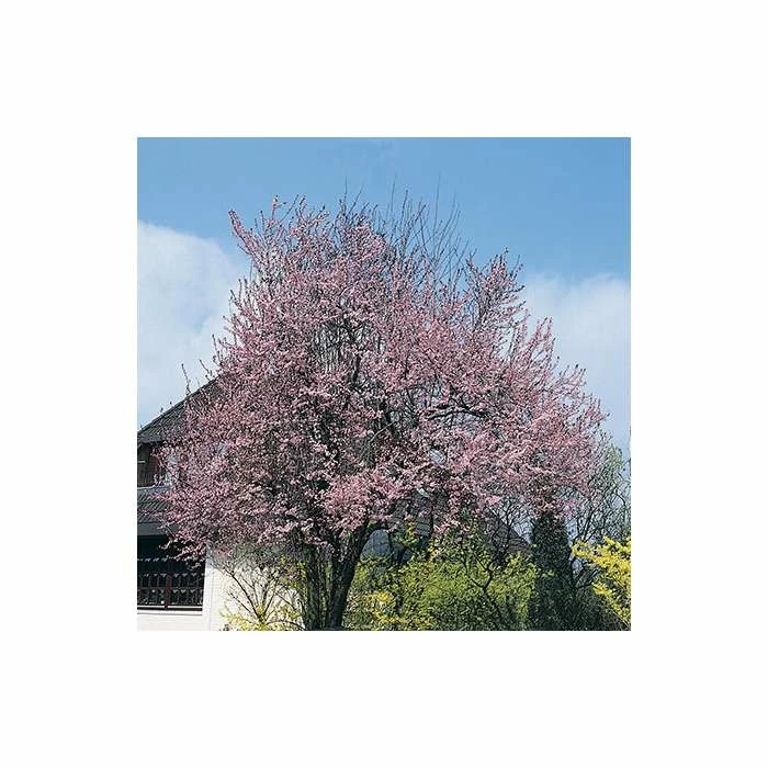 Prunus cerasifera 'Nigra' | Cherry Blossom Tree - Image 4