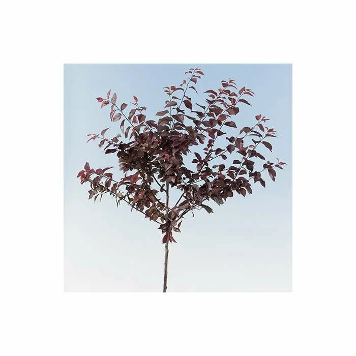 Prunus cerasifera 'Nigra' | Cherry Blossom Tree - Image 5