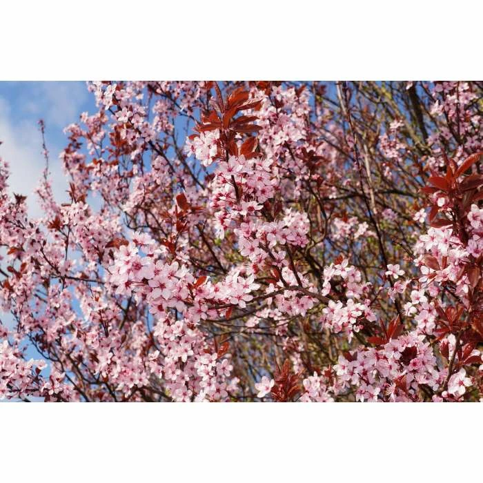 Prunus cerasifera 'Nigra' | Cherry Blossom Tree - Image 2